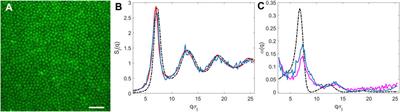 Reciprocal Space Study of Brownian Yet Non-Gaussian Diffusion of Small Tracers in a Hard-Sphere Glass